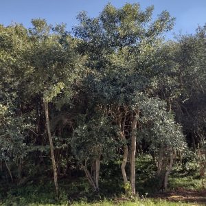 Colégio Opção - São José dos Pinhais